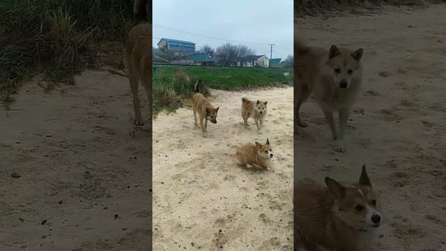Внезапная встреча 🤝. Корги и Американский булли встречают компанию незнакомых собак на пляже. смотреть онлайн