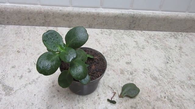#Suculentadodia! | Crassula Multicava