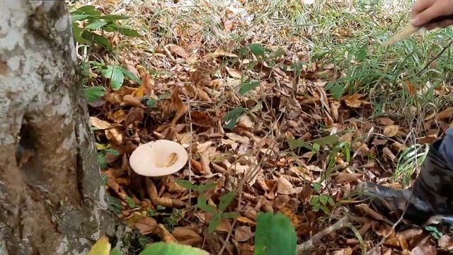malkadıın(toğum balkadın clitocybe mantarı 2. hasatı смотреть онлайн