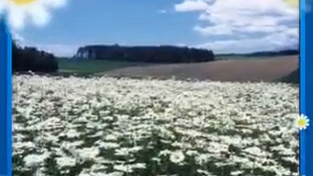 Кватро.Ромашковые поля смотреть онлайн