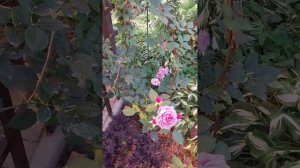 роза Французское платье. роза непрерывного цветения