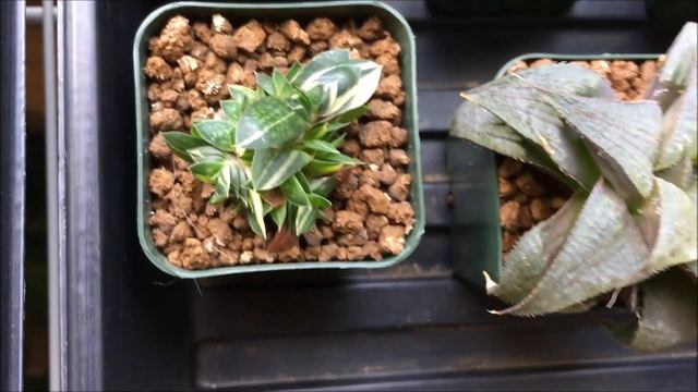 HAWORTHIA | SUCCULENTS | CACTI | HOUSEPLANTS | COLLECTION TOUR - 45 Different Haws { PLANTS 2019 }