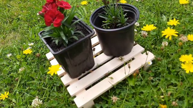 Самые красивые гвоздики.Вайбер +375292086088 смотреть онлайн