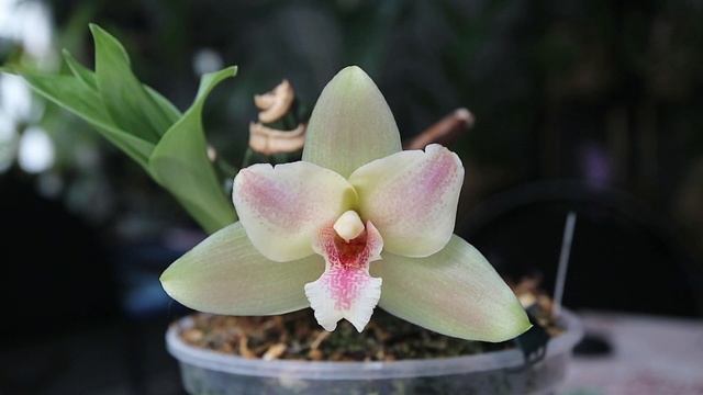 Lycaste Muscat