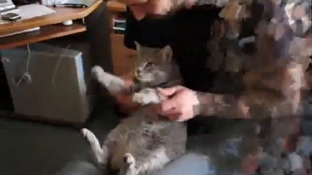 Мой кот - Шустрик. Серия №1 "Барабанщик". смотреть онлайн