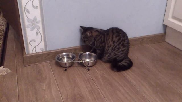Шотландская кошка. Просит еду. (Scottish cat. Requests food.) смотреть онлайн