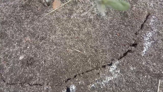 Оазис благодати