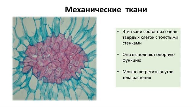 2. Ткани и строение тела (6 класс) - биология, подготовка к ЕГЭ и ОГЭ 2018 смотреть онлайн