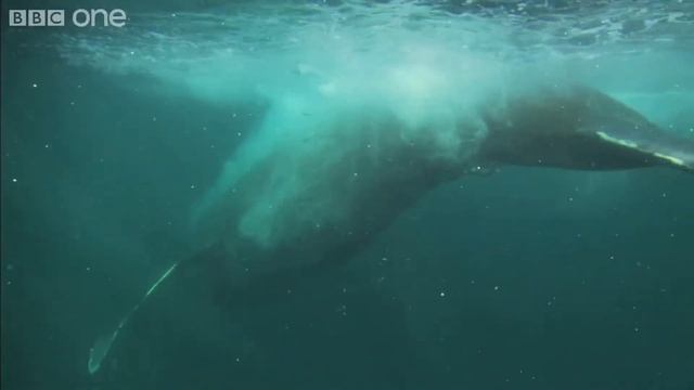 Web Extra- Whale Gulp Nature's Great Events смотреть онлайн