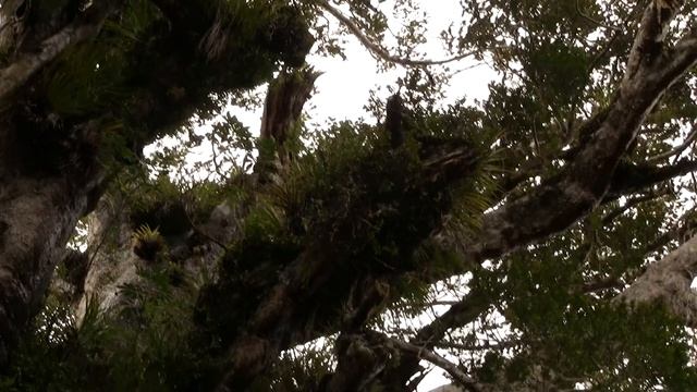 Kauri Tree. Агатис южный, каури (2491sp)