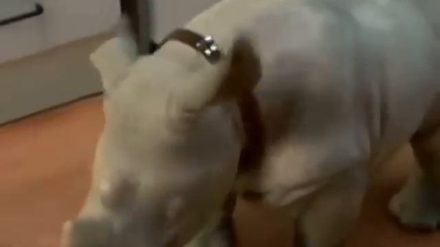 Домашний носорог танцует под рэгги смотреть онлайн