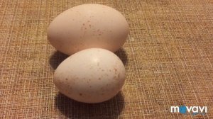 Ценность индюшиных яиц/ почему индюшиных яиц нет в магазинах/