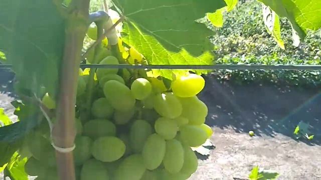 ВИНОГРАД СЕНСАЦИЯ 3 августа 2020 смотреть онлайн