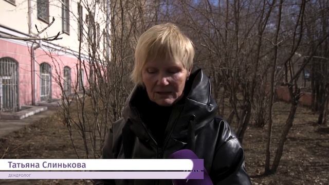 Деревья - инвалиды смотреть онлайн