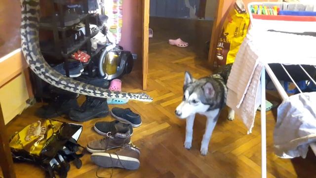 БОЛЬШАЯ ЗМЕЯ и ЩЕНОК | не для слабонервных ! смотреть онлайн