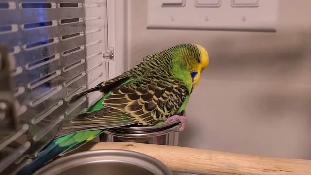 Budgie Going to the Vet I Basil Going to the Vet for the First Time 💉💊 смотреть онлайн