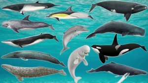 Всемирный день китов и дельфинов