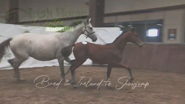 Lot Number 8 Unnamed Showjumping Bay Filly By CHACOON BLUE X CORNET OBOLENSKY смотреть онлайн