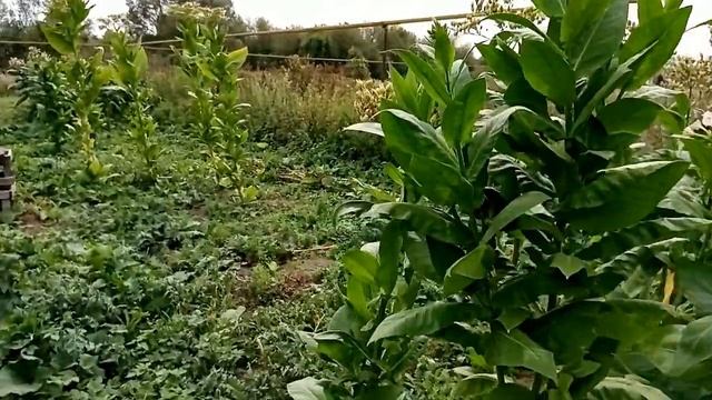 Табак Обзор и четыре причины сомнения ферментации табака. смотреть онлайн