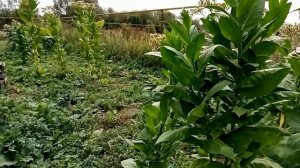 Табак Обзор и четыре причины сомнения ферментации табака.