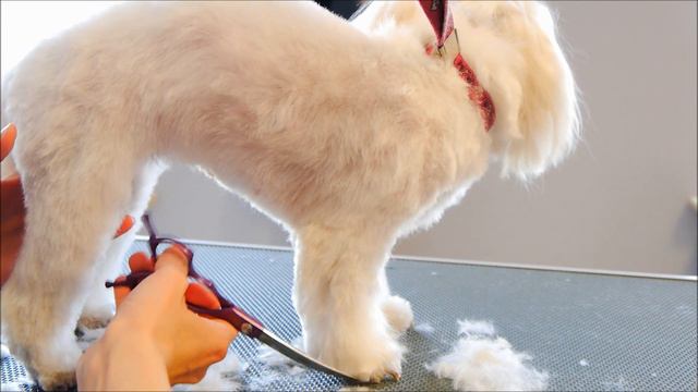 Maltese Grooming with TopKnot ❤️ смотреть онлайн