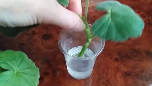 Алоэ - укоренитель черенков Пеларгонии (Герани) #цветы #пеларгония #советы #герань #алоэ смотреть онлайн