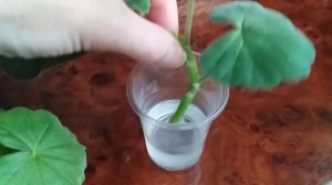 Алоэ - укоренитель черенков Пеларгонии (Герани) #цветы #пеларгония #советы #герань #алоэ