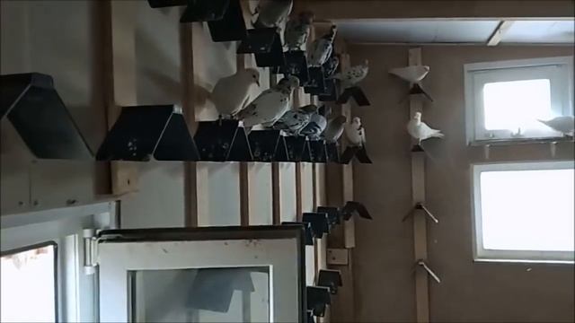 Когда любишь голубей - агараны и бакинские бойные голуби(Георгий Коловоротный , г. Уяр (Уярский р.) смотреть онлайн