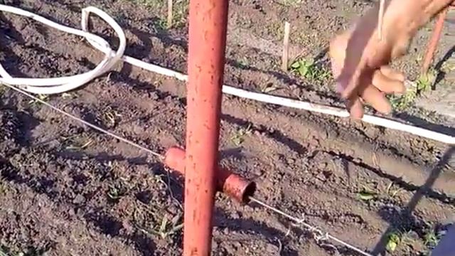 Виноградник. Устройство шпалеры. смотреть онлайн