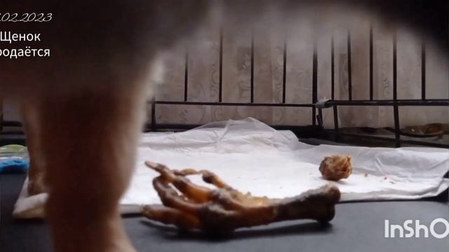 Щенку чихуахуа 4 месяца, щенок первый раз гуляет на улице и ест сырую рыбу. смотреть онлайн