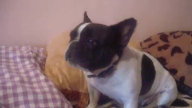 Французский бульдог подпевает))) смотреть онлайн