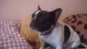 Французский бульдог подпевает)))