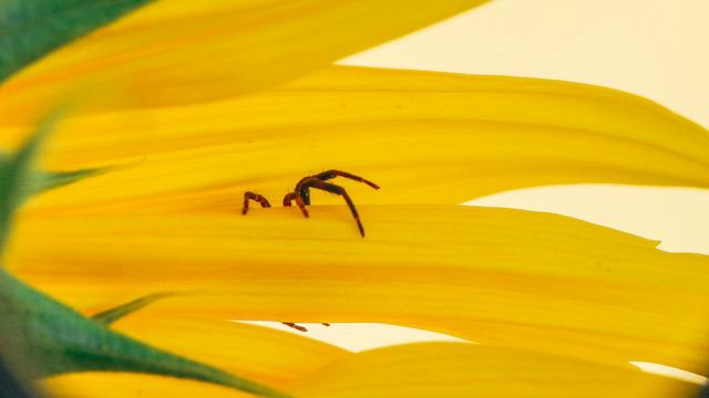 Sunflower Fields of Southwest France with Time Lapse 🌻 Les champs de tournesols du Sud-Ouest France смотреть онлайн