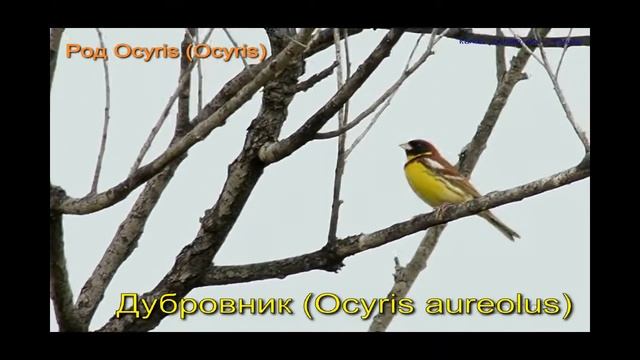 Птичка овсянка все виды Алтайского края с песней #пуночка #желчная #камышовая #птички #голоса смотреть онлайн