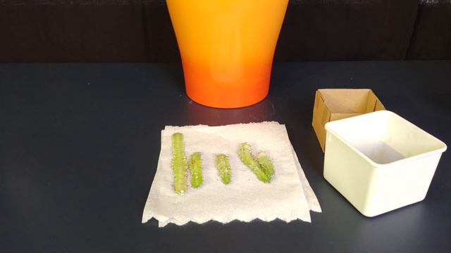 Euphorbia trigona - Vermehrung - Teil I смотреть онлайн