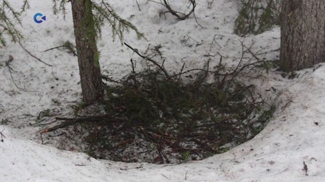 БУРЫЙ МЕДВЕДЬ | Тайны карельского леса смотреть онлайн