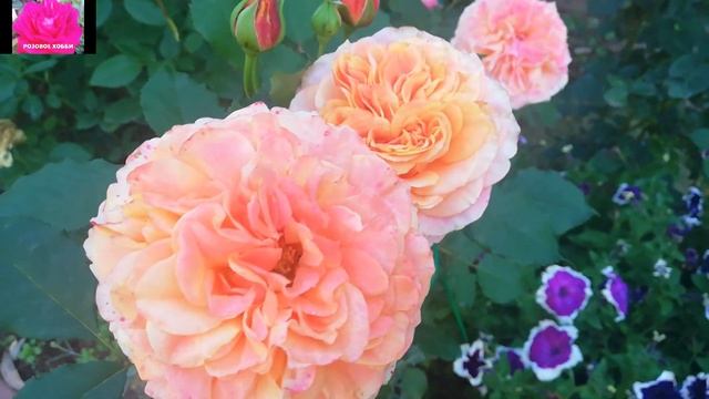 Роза Ла Вилла Котта смотреть онлайн