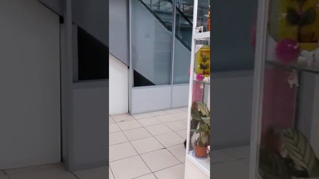 цветочный отдел смотреть онлайн