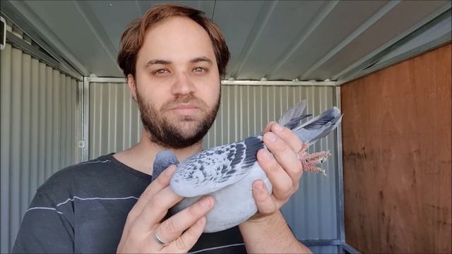 Breeding genuine barless racing pigeons смотреть онлайн