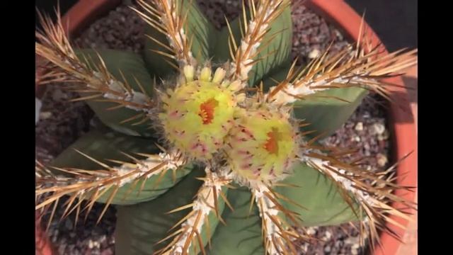 Time lapse Astrophytum ornatum смотреть онлайн