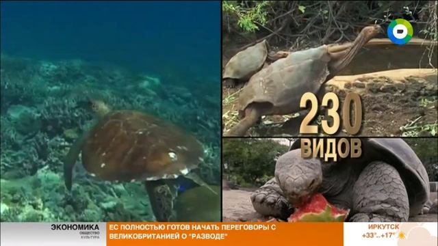 Что означают кольца на щитках панциря черепахи. Эфир от 23.05.17 смотреть онлайн
