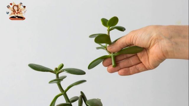 Лечебные Свойства Денежного Дерева, о Которых Вы и не Догадывались! смотреть онлайн