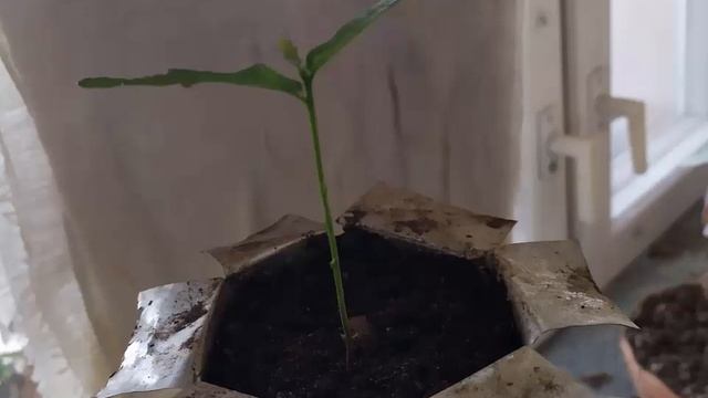 Рост дуба из желудя