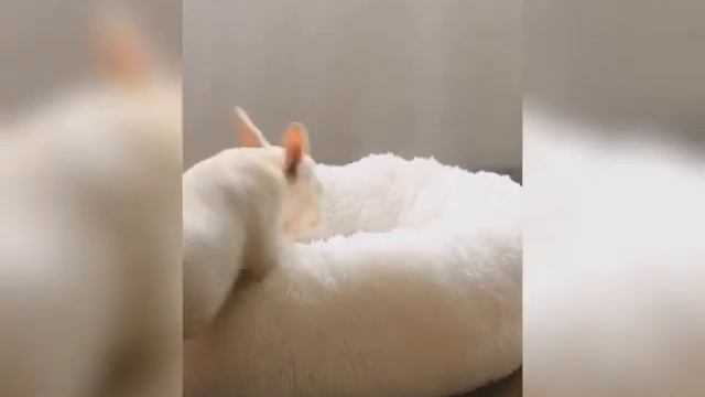 Лежанки для собак купить недорого в ДНР Донецк, Макеевка в другие города отправка почтой. смотреть онлайн