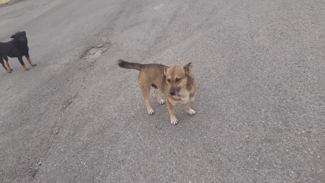 собаки бегут как дети смотреть онлайн