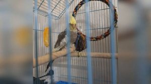 ПОПУГАЙ КОРЕЛЛА РАЗГОВАРИВАЕТ! Попугай корелла повторяет слова