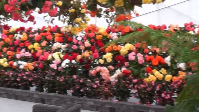 Tuberous Begonia Display, Ballarat смотреть онлайн