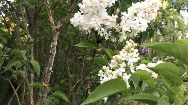 Lilas commun double 'Syringa vulgaris Mme Lemoine' Une pureté parfumée. смотреть онлайн