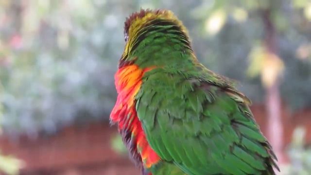 Красивые попугаи! Сборник! смотреть онлайн