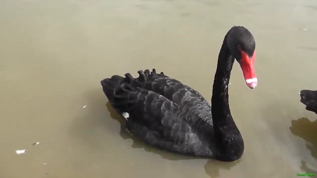 Черный лебедь птица (black swan) смотреть онлайн